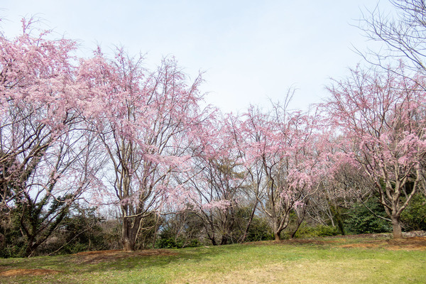 香貫山の三春の滝桜 2026-1