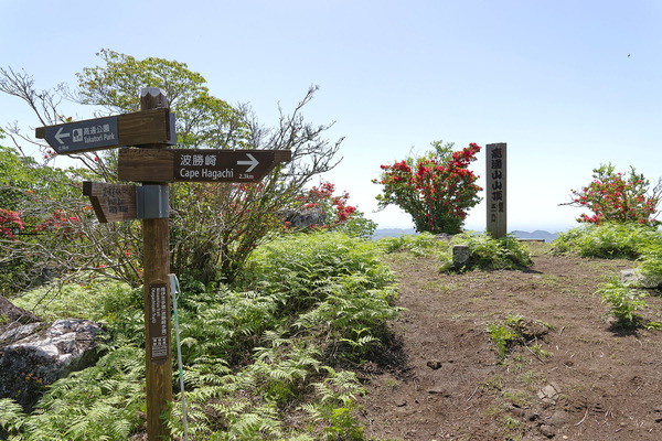 高通山のヤマツツジ2024-1