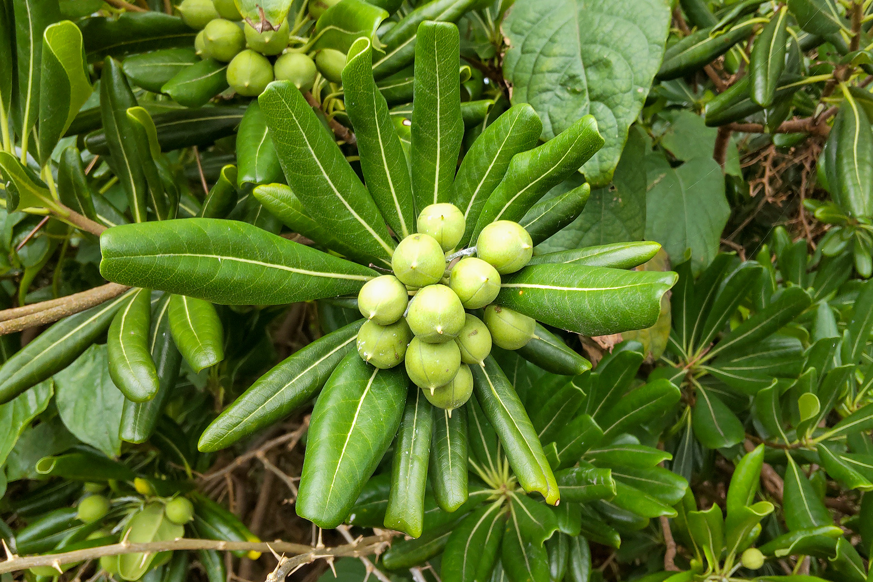 トベラ(実) ビオトープ観察日記vol.34 ～植物紹介「トベラ②」～ | みなとアクルス