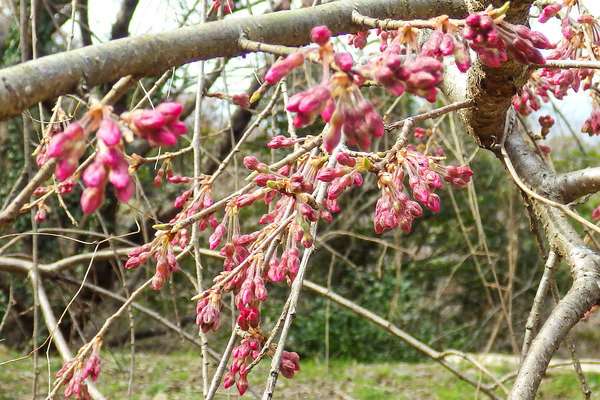 香貫山・三春の桜2023