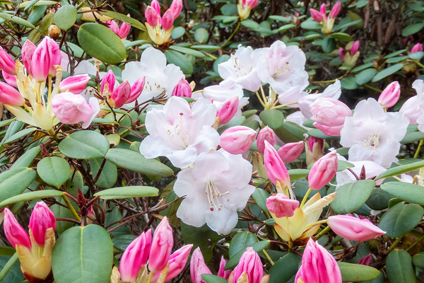 ŷ�륰�꡼�󥬡��ǥ�Υ��㥯�ʥ�2022