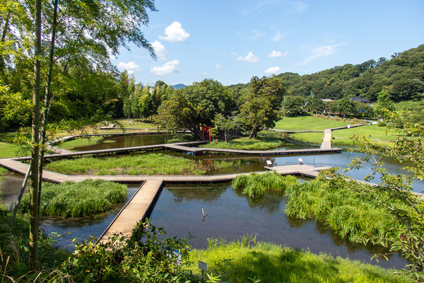 厳島湿性公園 2025-1