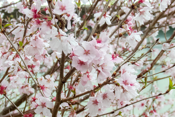 �Ų����󥻥󥿡��Υ��ɥҥ��� 2025-2