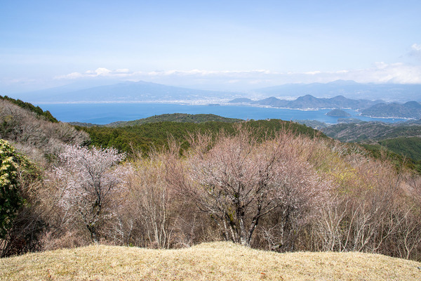 だるま山高原のマメザクラ 2025-1