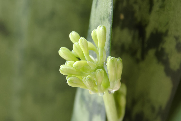 サンセベリアの花 2024-2