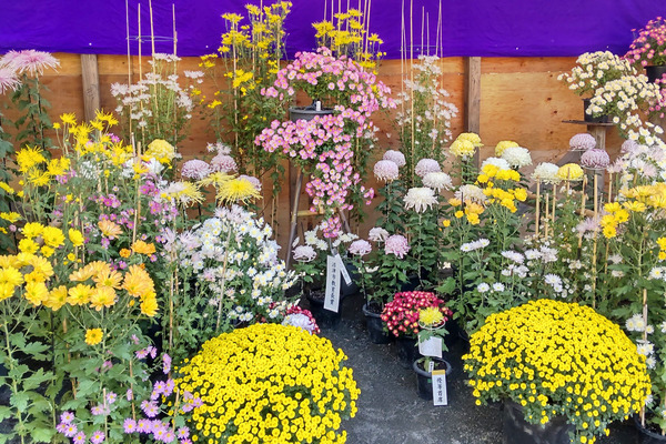 沼津御用邸記念公園 菊華展
