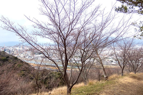香貫山の大漁桜2024-1