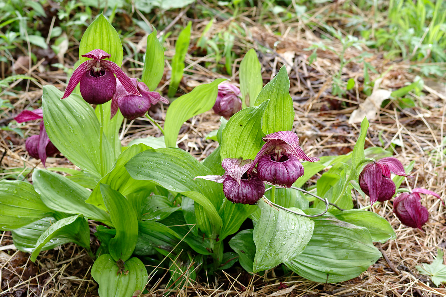 アツモリソウ(釜無し)