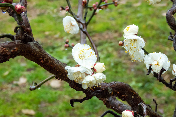 京都府立植物園の梅林