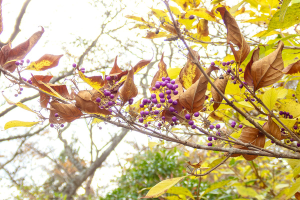 ��饵�������� 2025-1