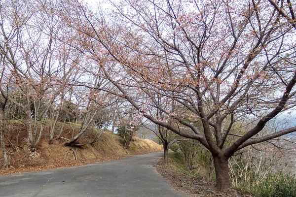 ��ӻ��β��ź�2024-1