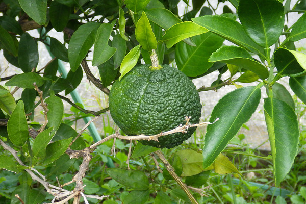 �ǥ��ݥ� 2025