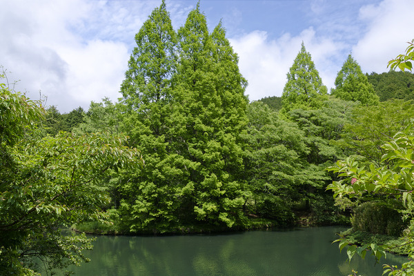 原生の森公園の新緑 2026-4