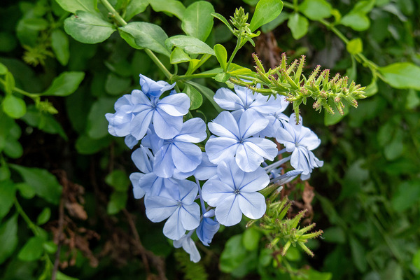 ルリマツリの花 2025-1