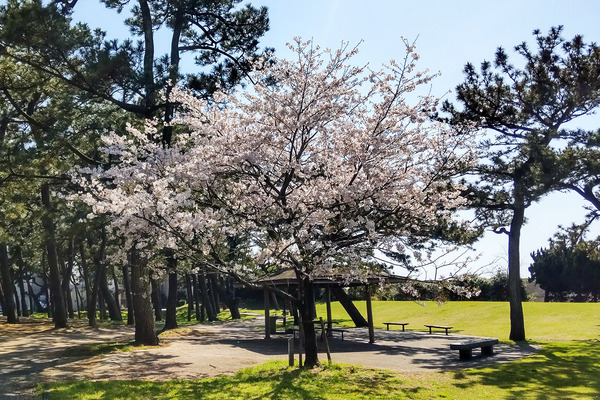 港口公園の桜2023
