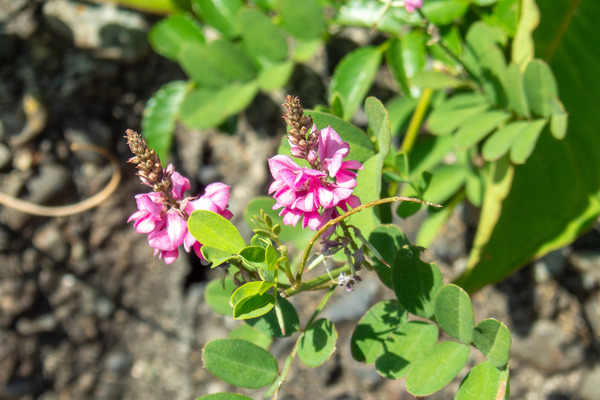 ���ޥĥʥ� 2025