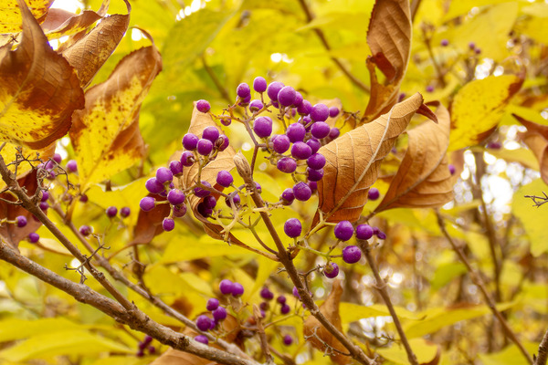 ��饵�������� 2025-2