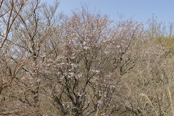 �ޥ᥶���� 2026-1