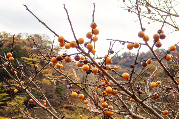 �ޥᥬ�� 2025-2