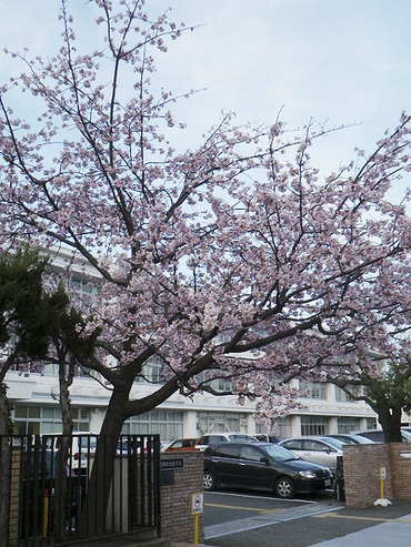 早咲きの桜2011-1