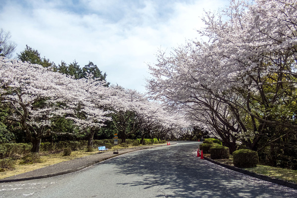 富士通沼津工場の桜2024-1