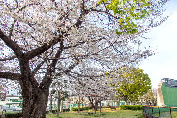 沼津市営球場の桜 2025-2