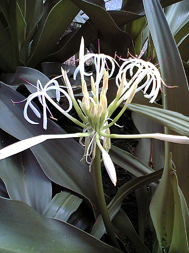 浜木綿 はまゆう の花 季節の花だより はなつうwest Blog