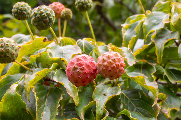 ��ޥܥ����μ� 2025-2