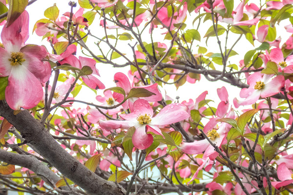 �ϥʥߥ��� 2025-1