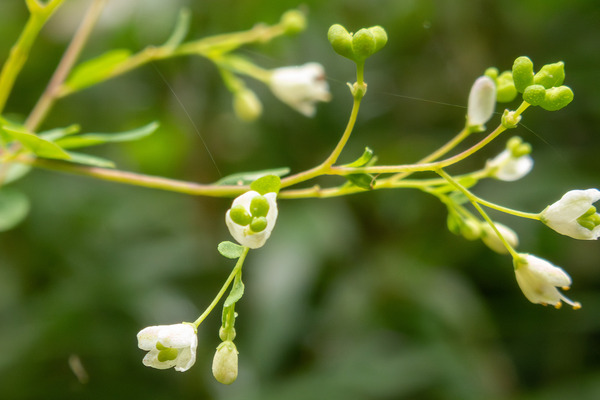 マツカゼソウ 2025-2
