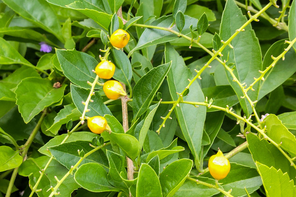 �ǥ��� ��������� �Х�����åȤμ�