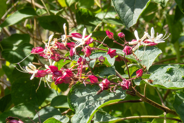 クサギの花 2025