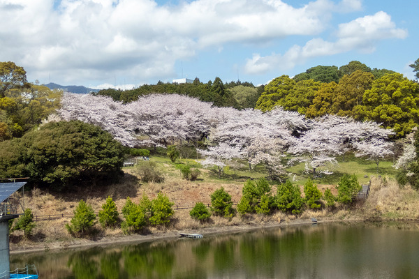 富士通沼津工場の桜2024-2