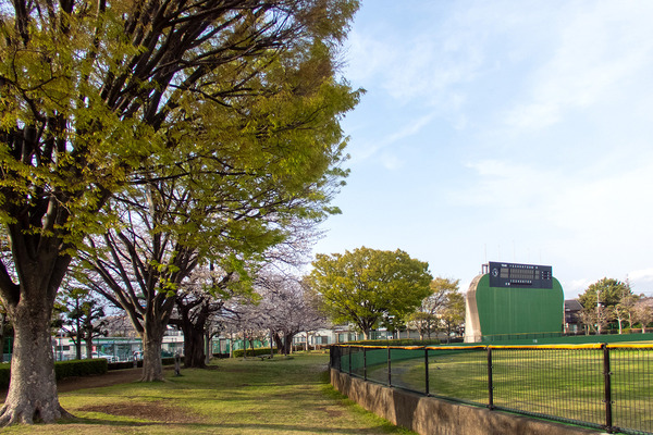 沼津市営球場の桜 2025-1