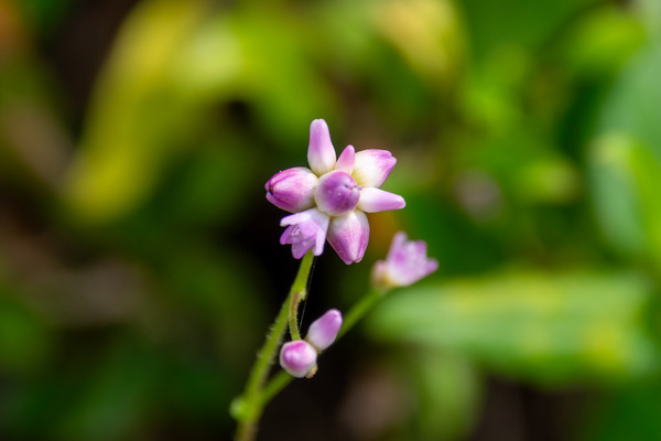 ママコノシリヌグイ 2025