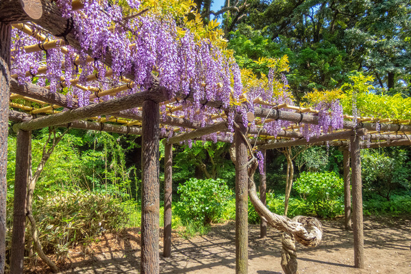 沼津御用邸記念公園の藤の花 2025-1