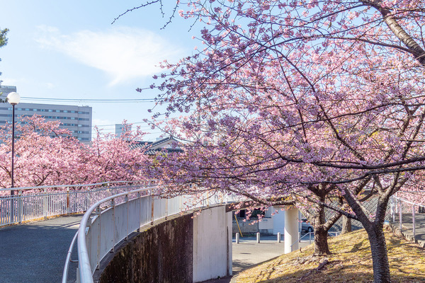 ���Ż���β��ź� 2026-4