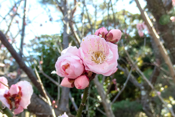 ���š��������Ҥ��� 2024-2