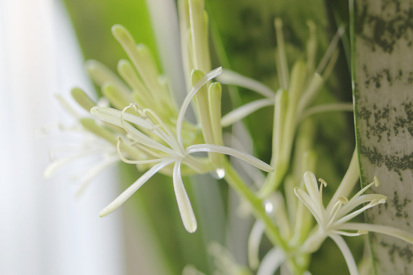 サンセベリアの花 2024-8