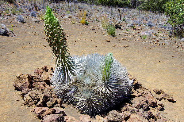 銀剣草(SilverSword)の花1