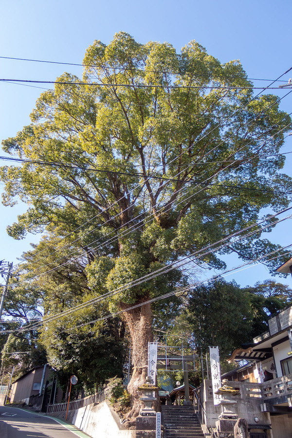 Ǯ�����ܿ��ҤΥ����Υ� 2026