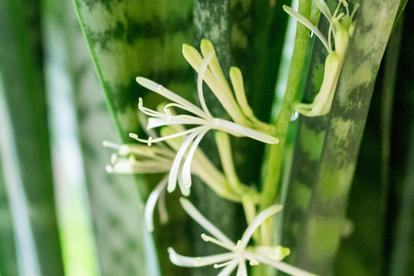 サンセベリアの花 2024-6