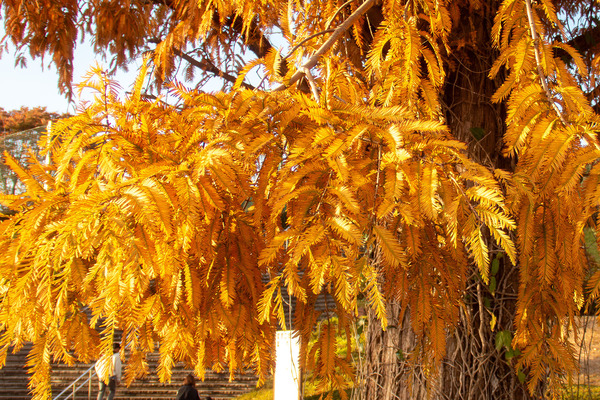 愛鷹運動公園のメタセコイアの紅葉 2025-2