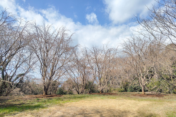 香貫山・三春の滝桜2025-1