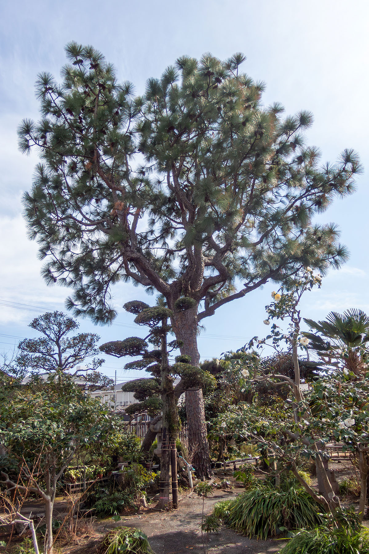 沼津市 帯笑園の大王松は葉も巨大 2026 : 季節の花だより はなつうWEST