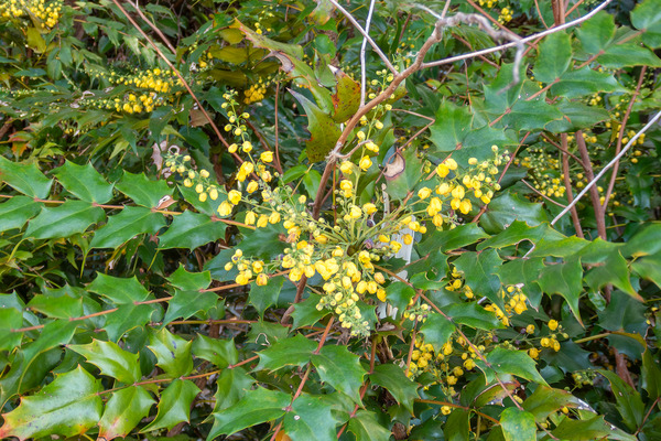 �ҥ��饮�ʥ�ƥ�β� 2026-2