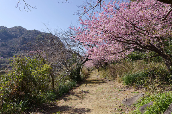 明神池の河津桜2025-1