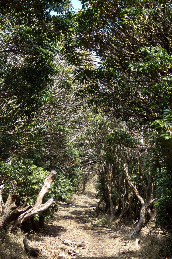 �ⴧ���Υ�����