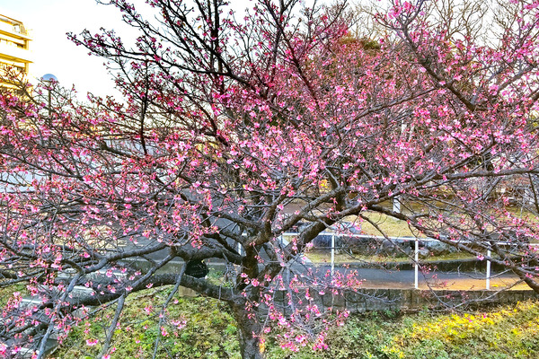 ��Ӹ���Υ���ҥ�����