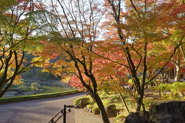 伊豆修善寺虹の郷の紅葉2023-1